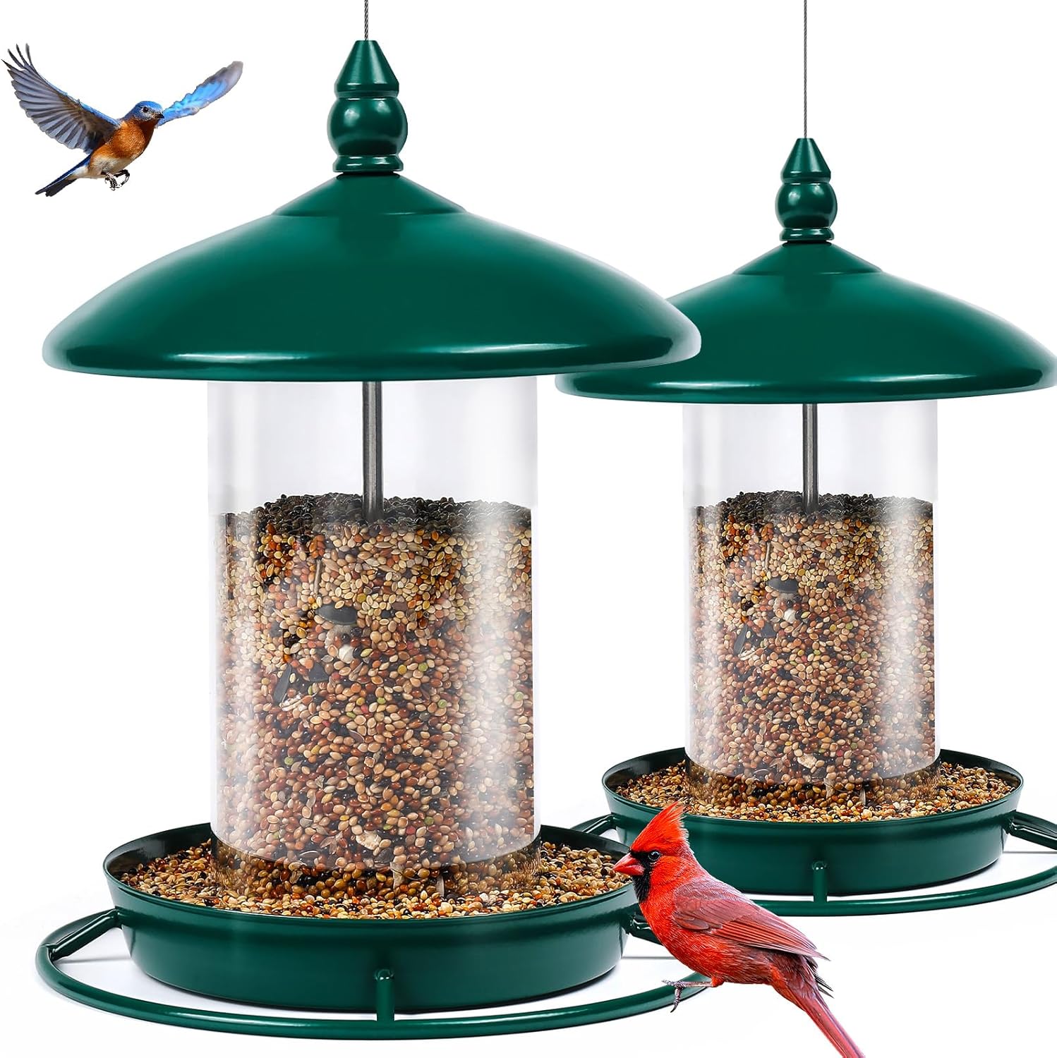 Backyard Birding & Wildlife