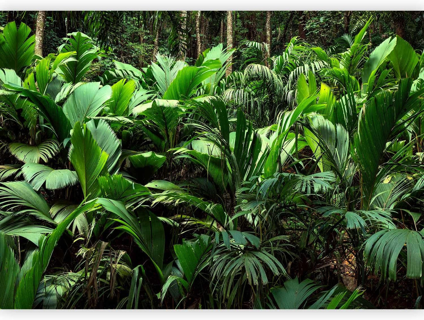 artgeist Wall Mural Nature 118x83 in - XXL Non-Woven Wallpaper Fleece Wall Decor Photo Print Picture Image Design Botanical Plants Jungle Leaves b-B-0594-a-a
